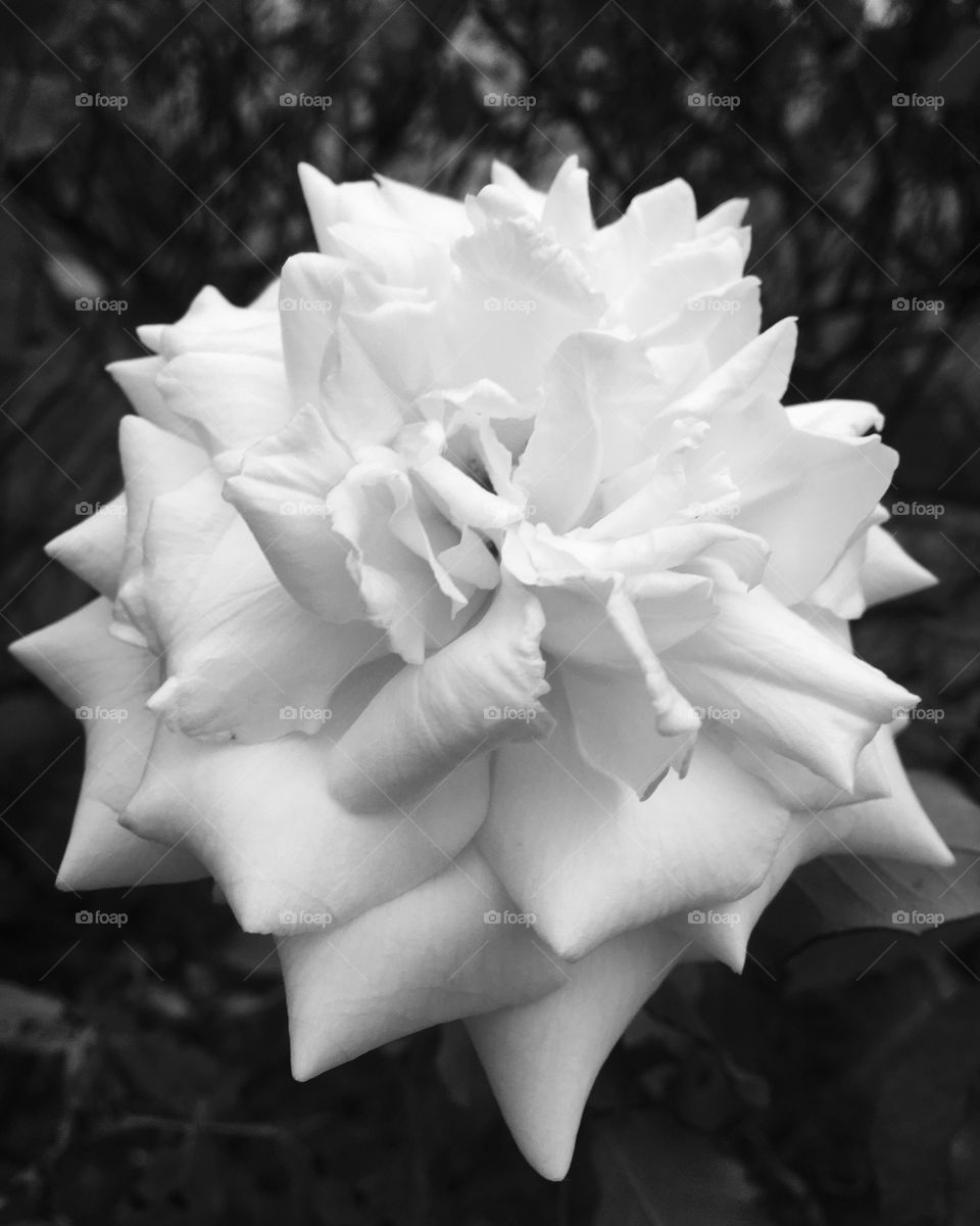 FOAP MISSIONS - The perfection of our rose shows how beautiful black and white photographs are! / A perfeição de nossa rosa mostra o quão bonitas são as fotografias em Preto e Branco!