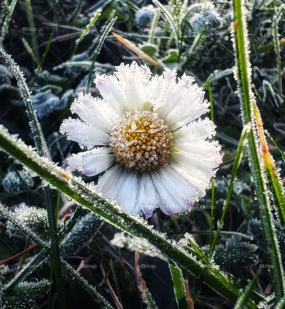 Frozen flower