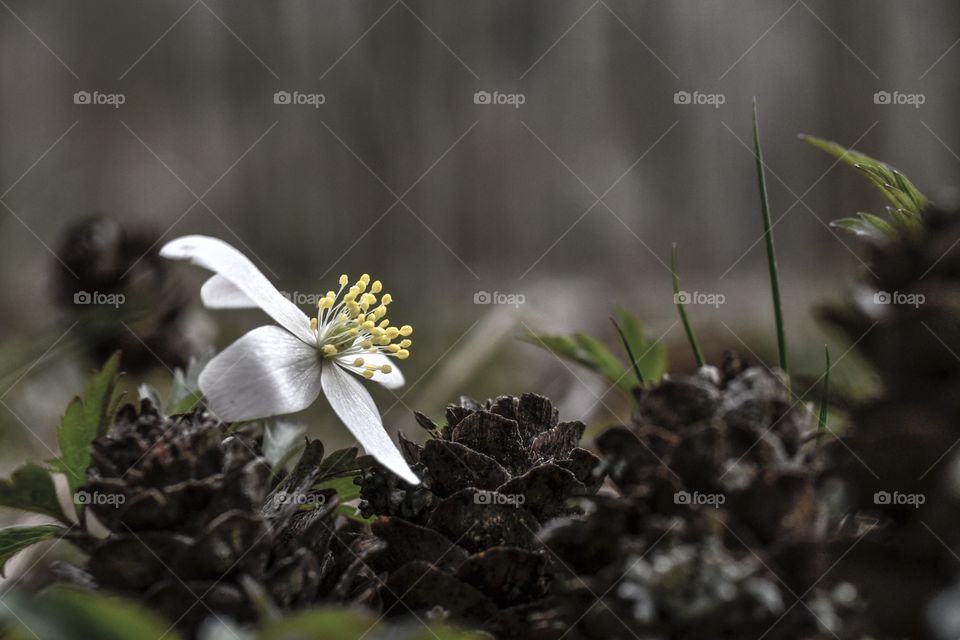 White anemone flower with pinecones