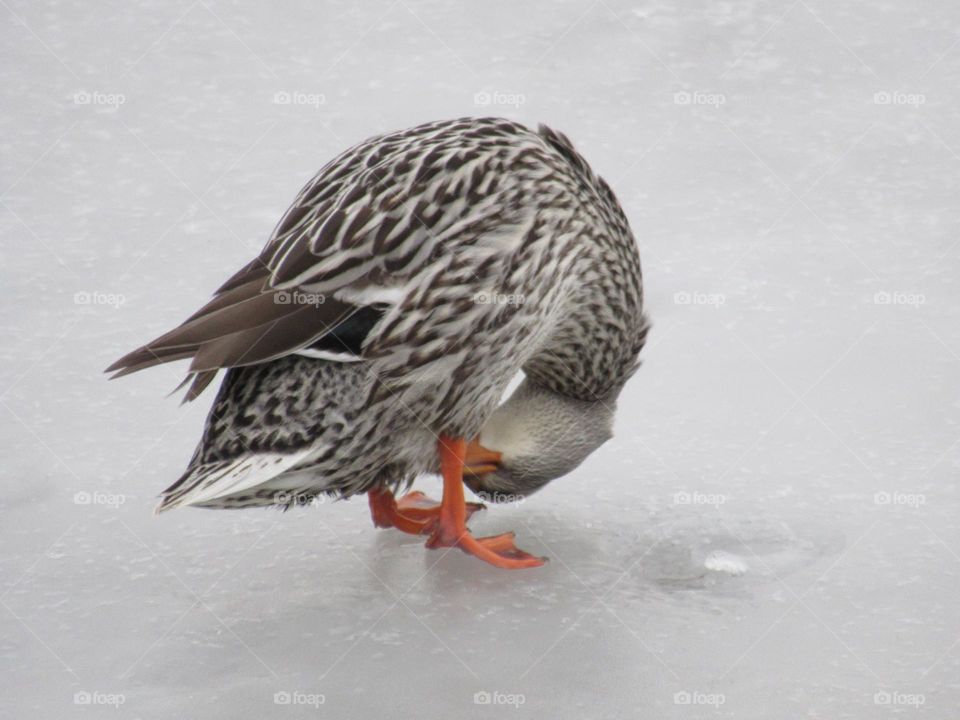 very flexible wild duck on ice