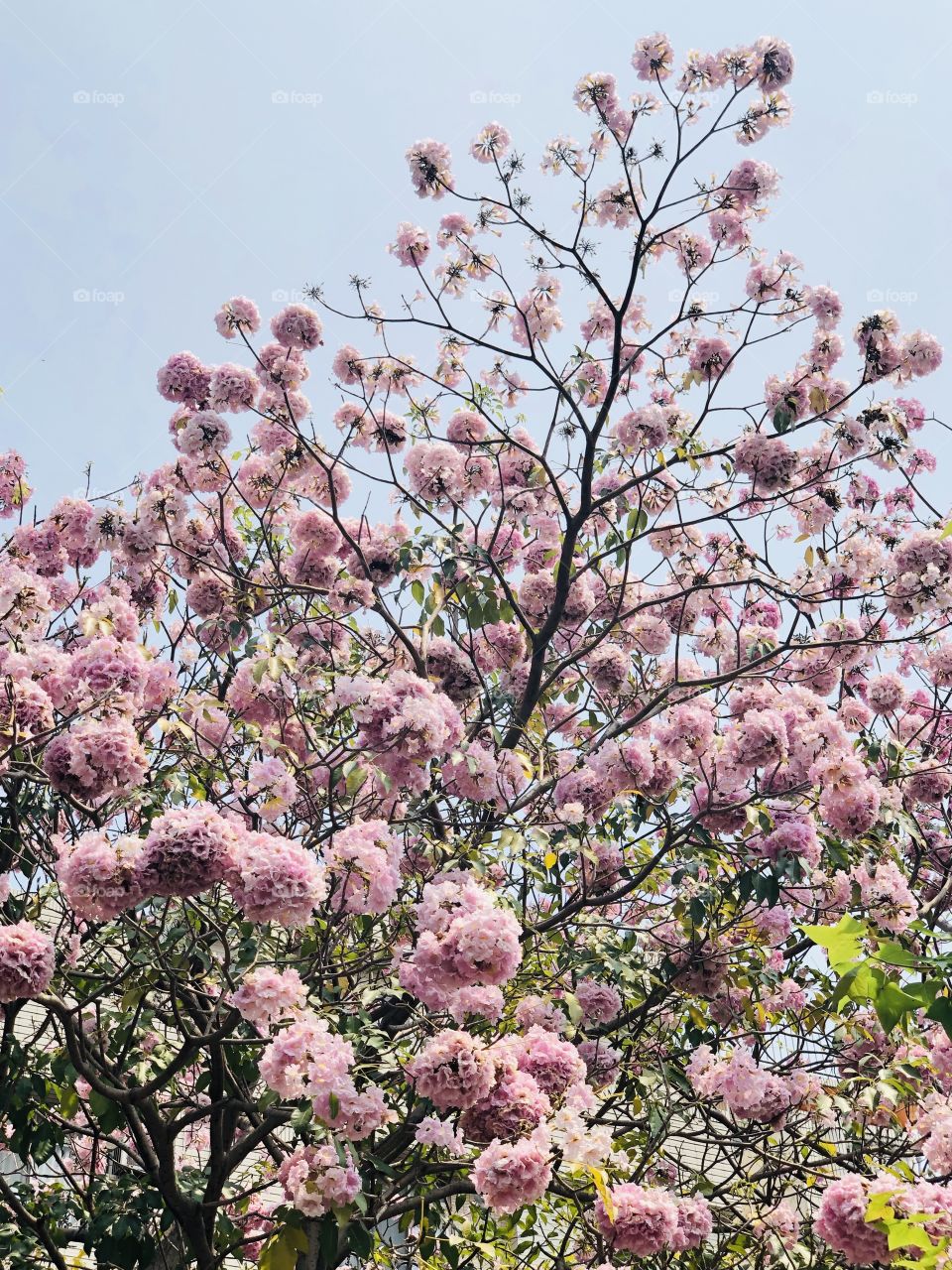 Pink Trumpet tree 粉紅風鈴木