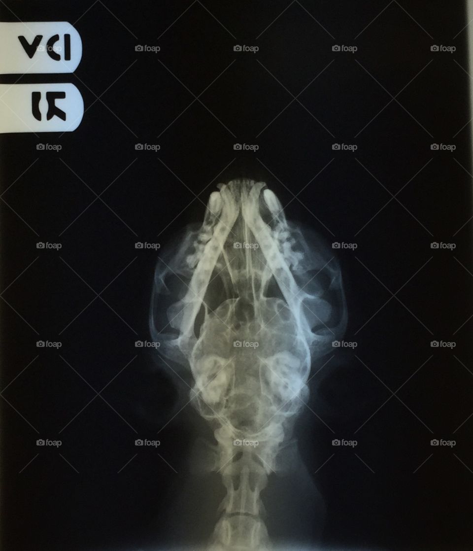 Cat X-ray