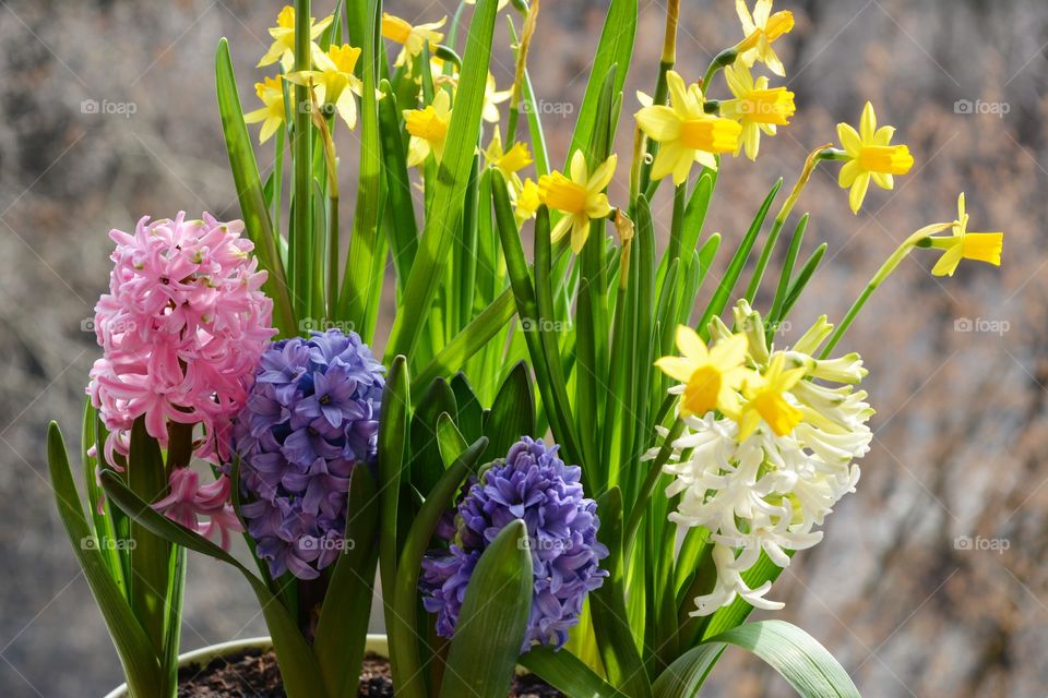 hyacinth and Narcissus
