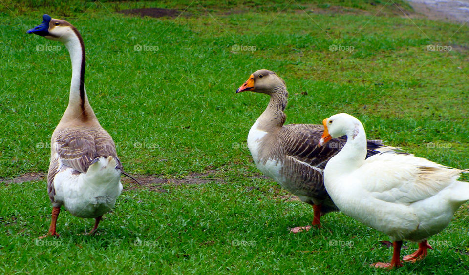 A gaggle of geese at Middleton  Place Plantation in Charleston, South Carolina.