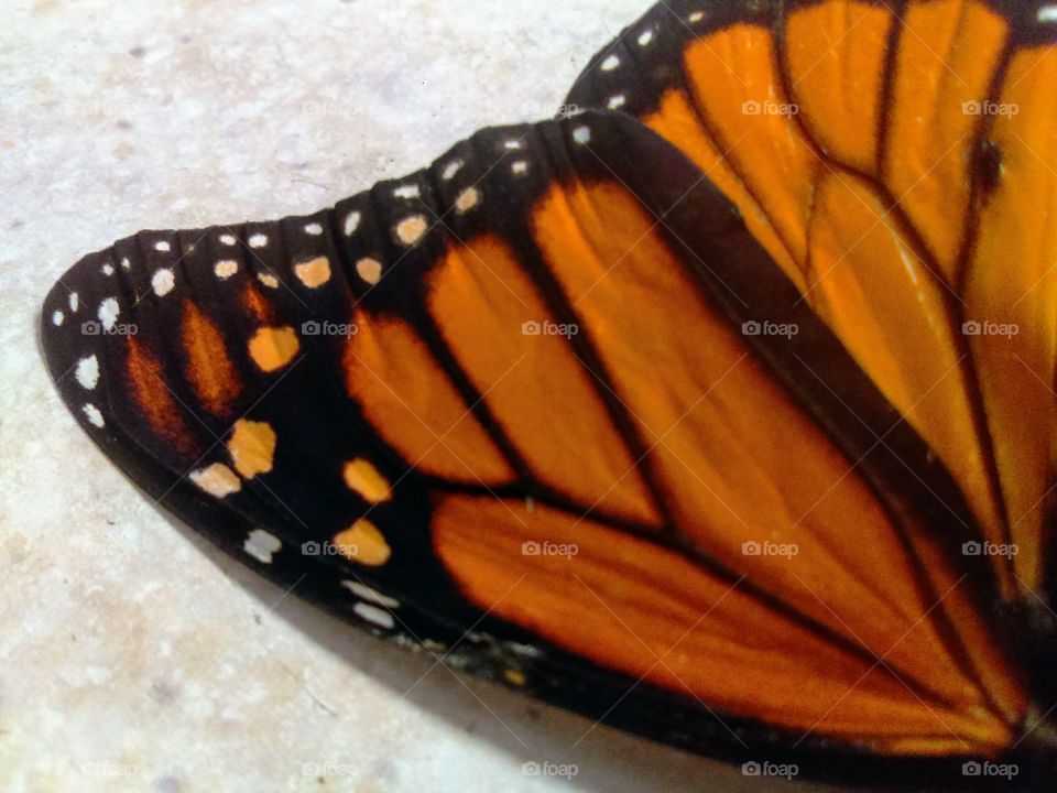 Butterfly Wing