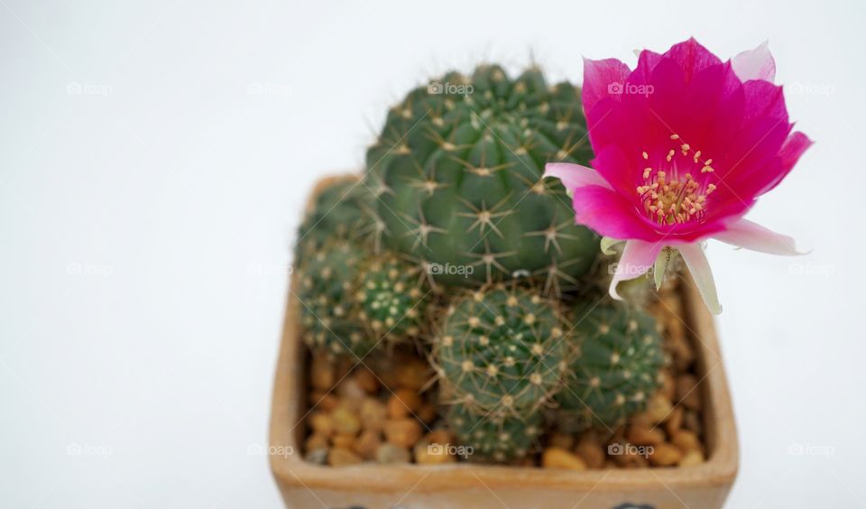 cactus lobivia flower