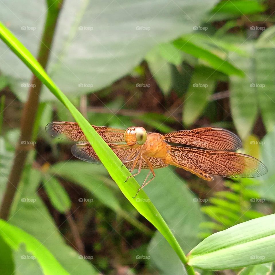 Beautiful dragonfly.