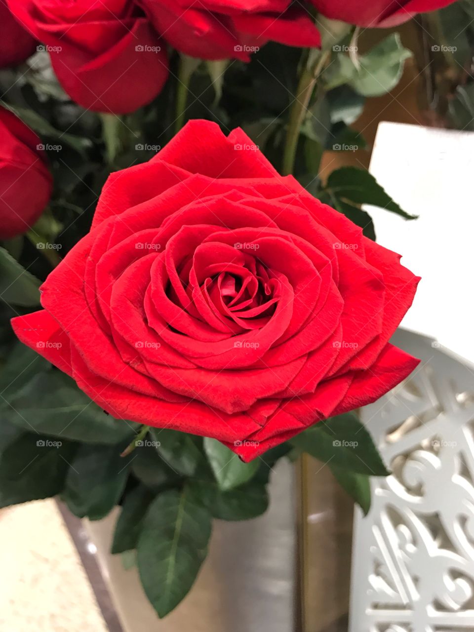 One red rose in full bloom