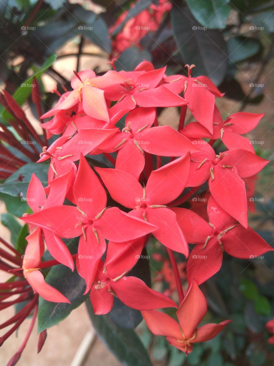 Red flowers in springtime
