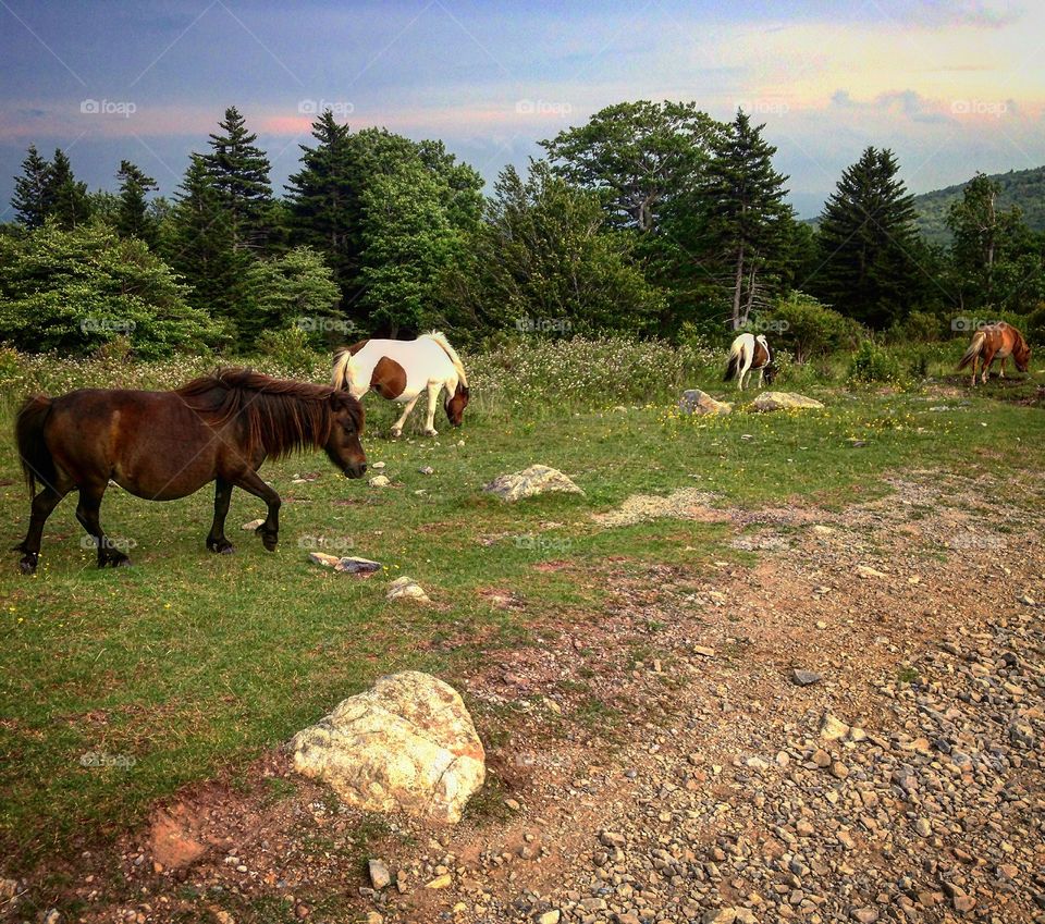Appalachian Mountain Horses