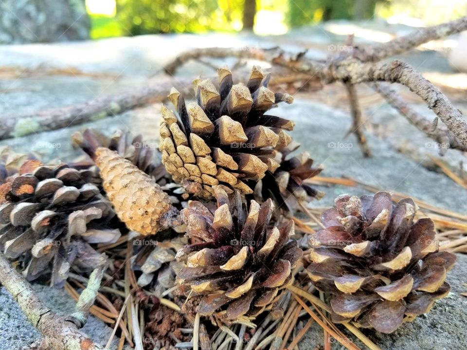like these pine cones, each and every one of us are unique. and like these pine cones, we should all come together, despite our differences.