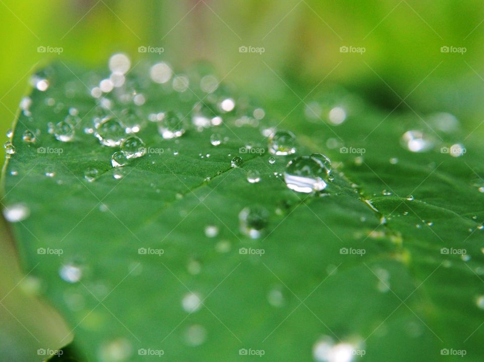 Rain drops on green leaves