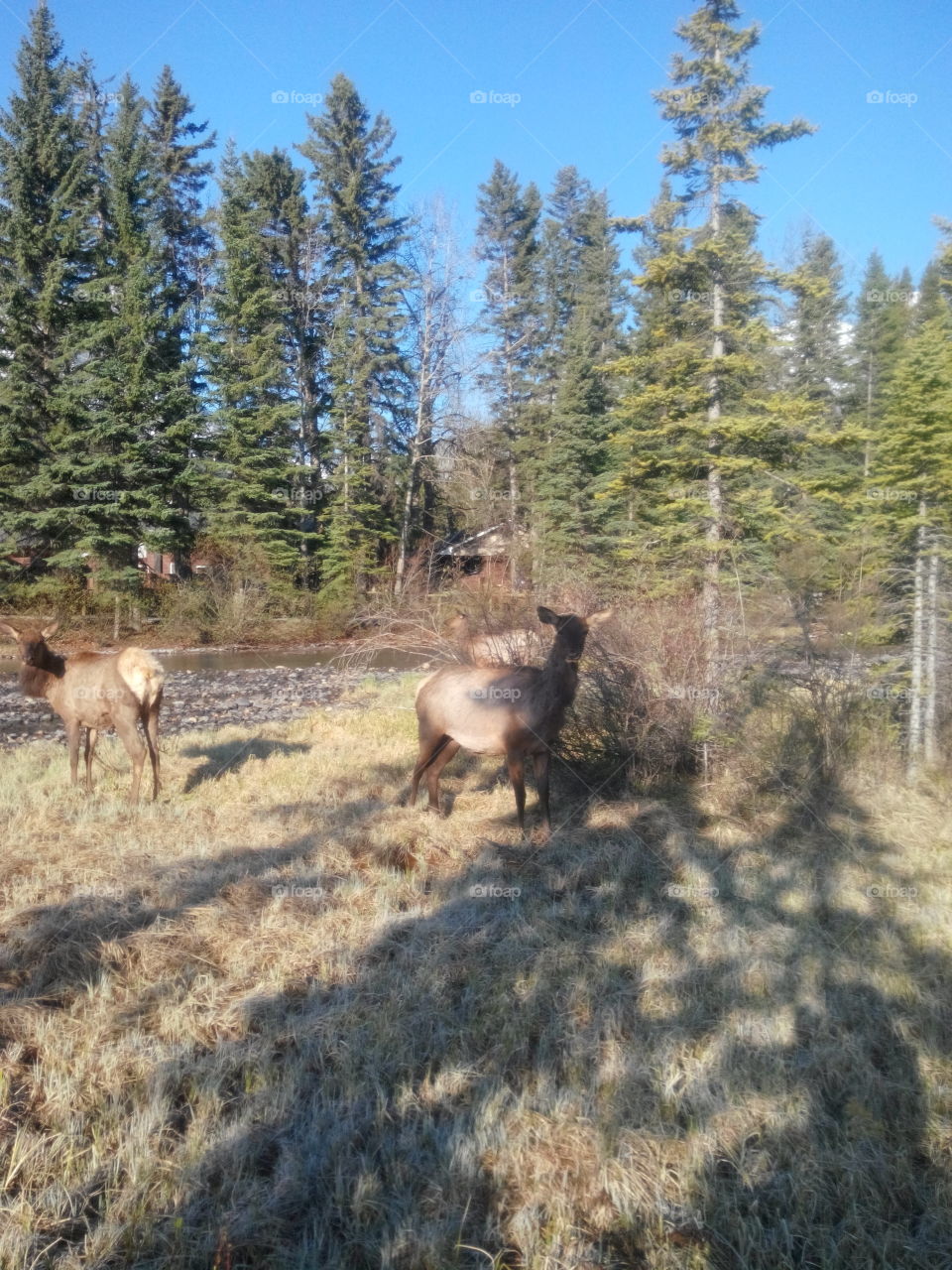 Elk by creek. Elk grazing