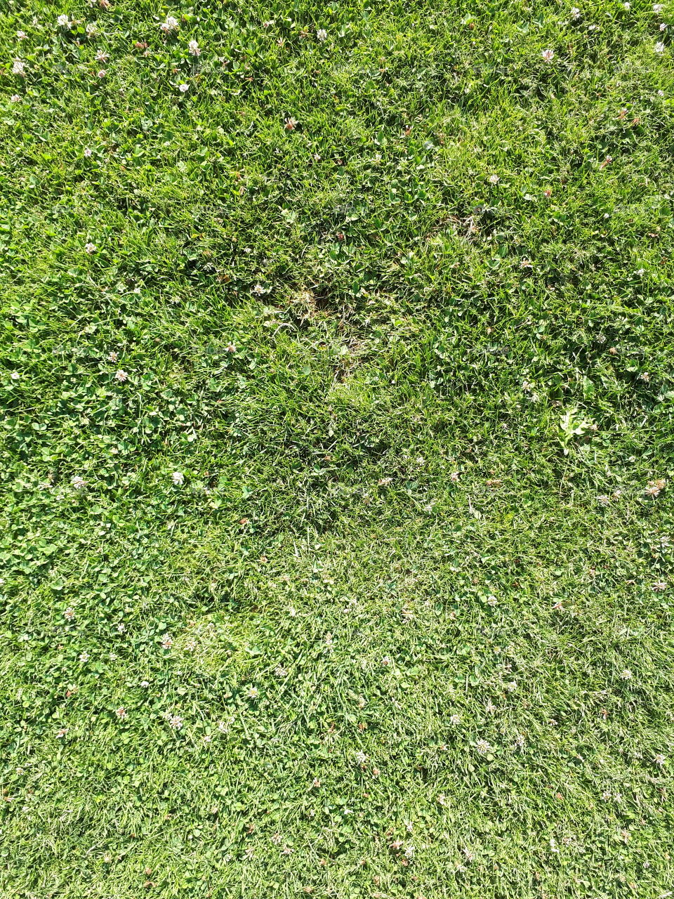 Green grass texture