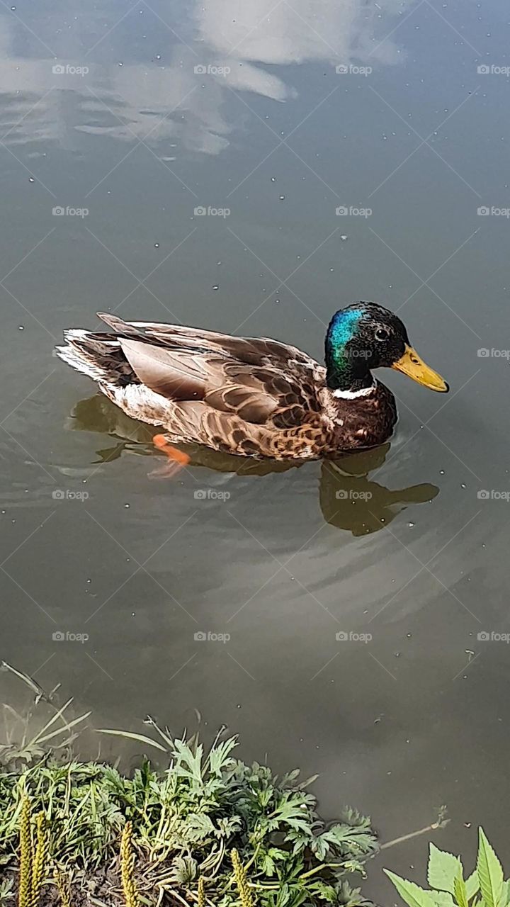 duck