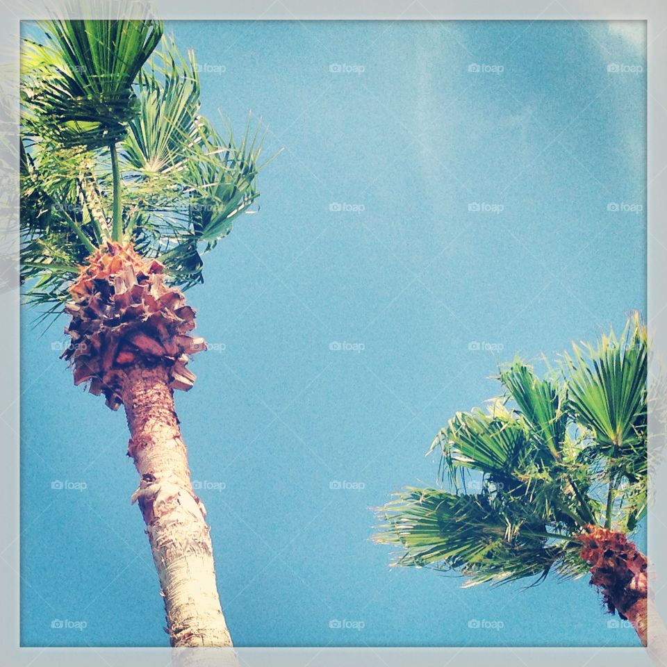 Beach palms