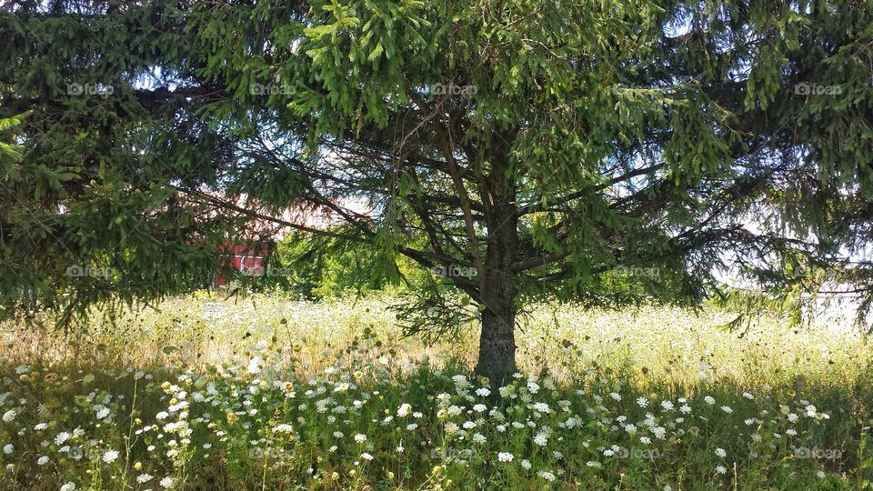 Trees growing in the forest