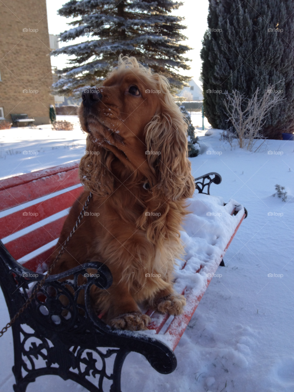 snow dog cockerspaniel dog on bench by liselott