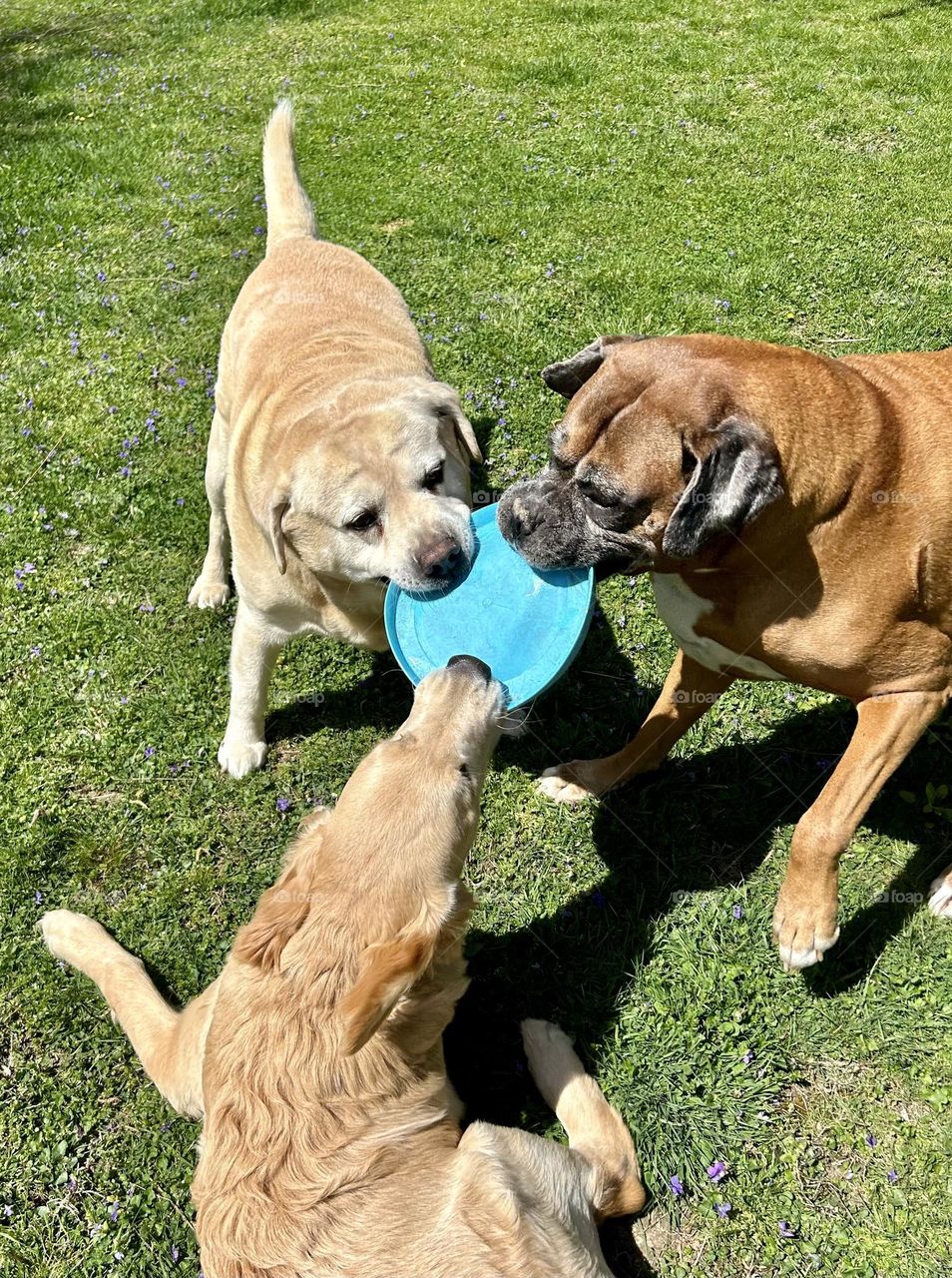 I had it first, Three dogs with one frisbee