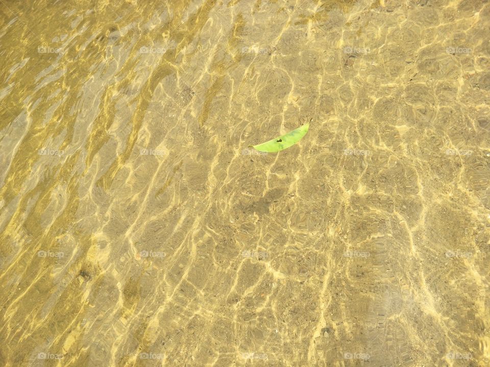 shadow of leaf floating on water