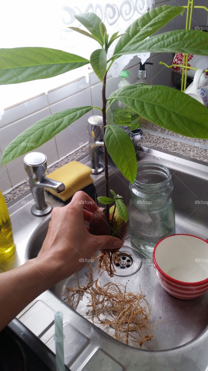 Leaf, Food, No Person, Health, Indoors