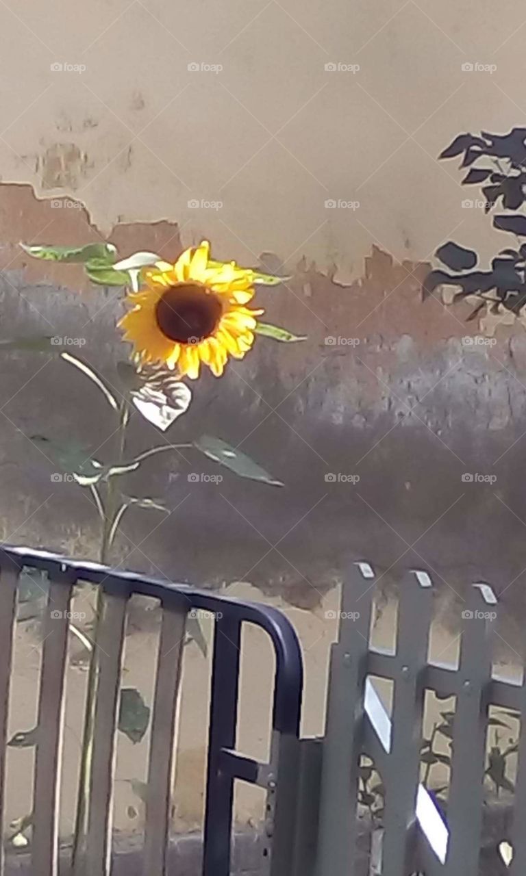 sunflower