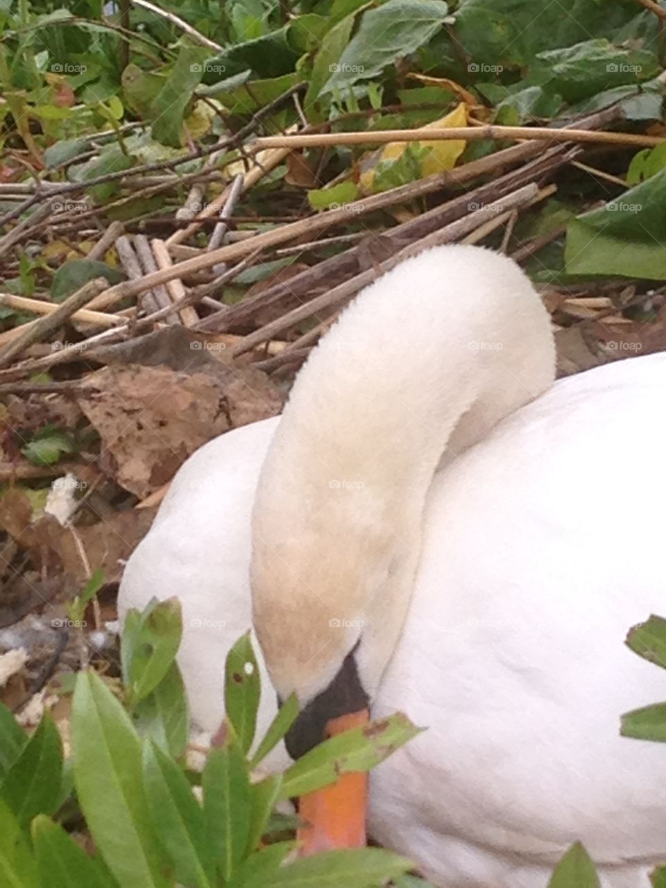 Swan chicken eggs