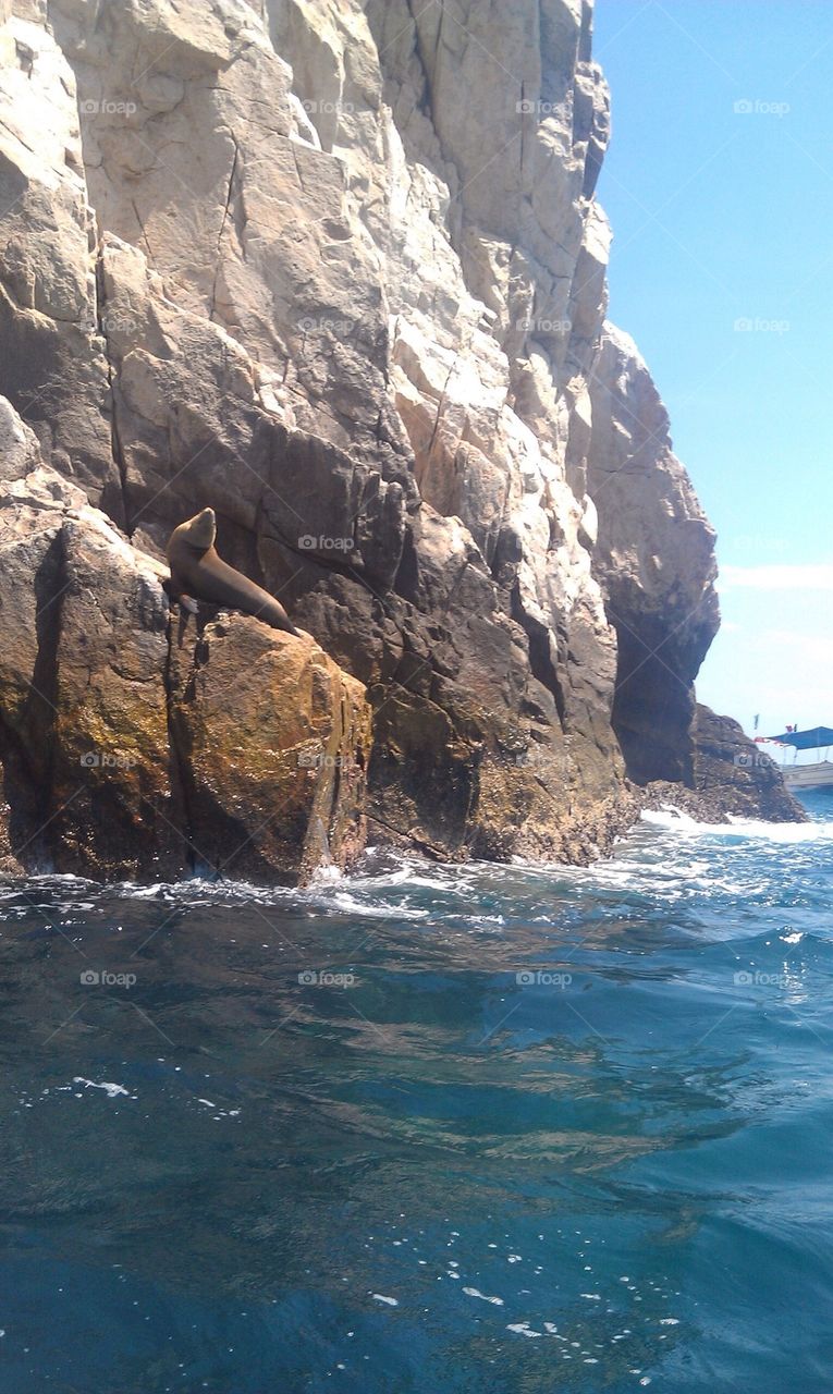 Cabo sea otter