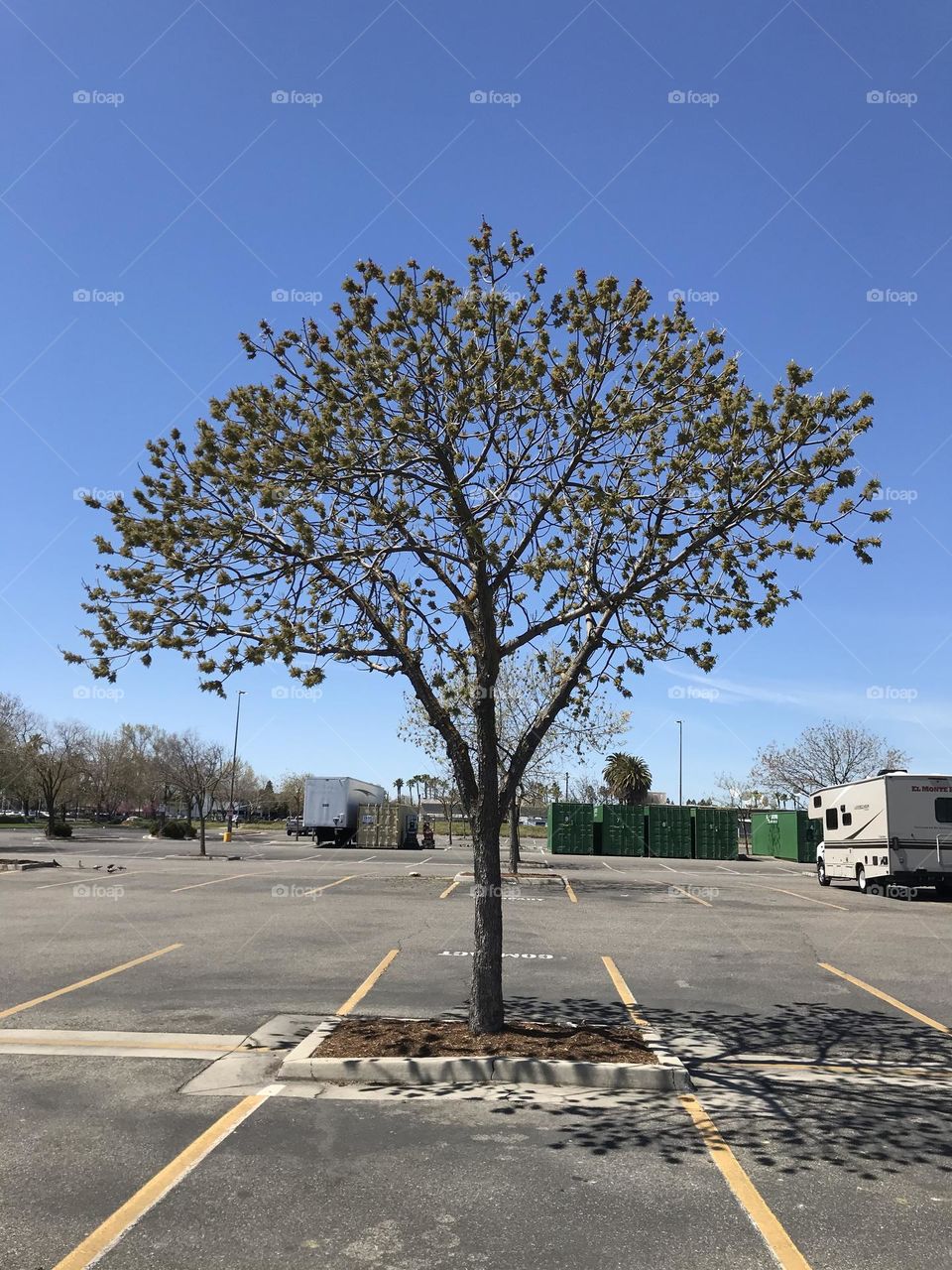 A decent tree in the parking lot.