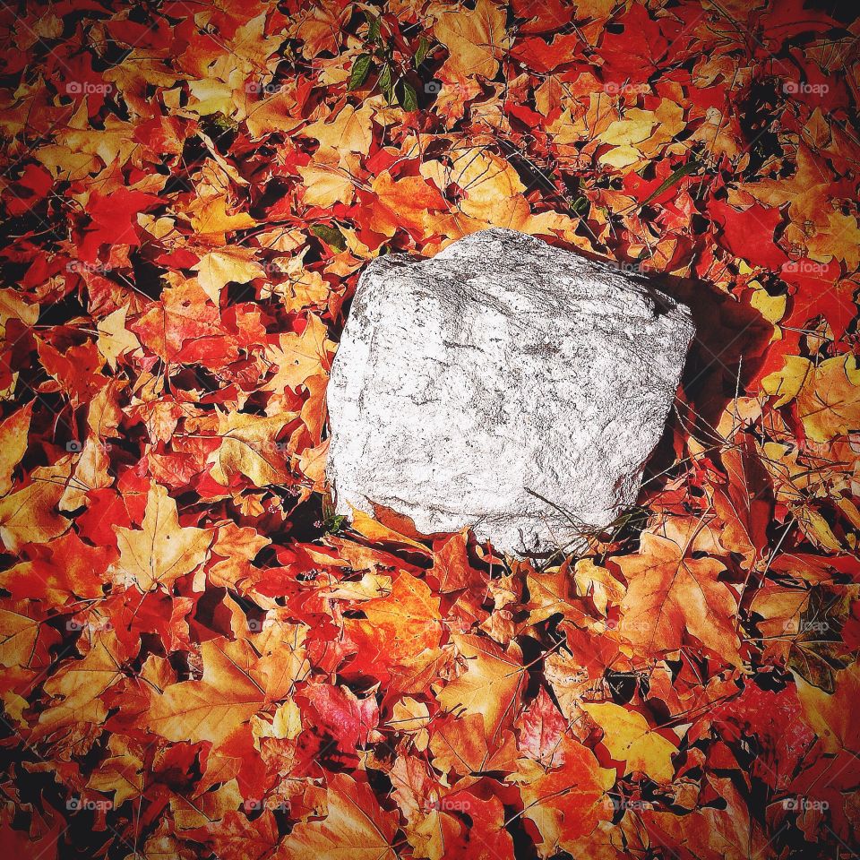 Out walking the dogs. Bleached rock with leaves