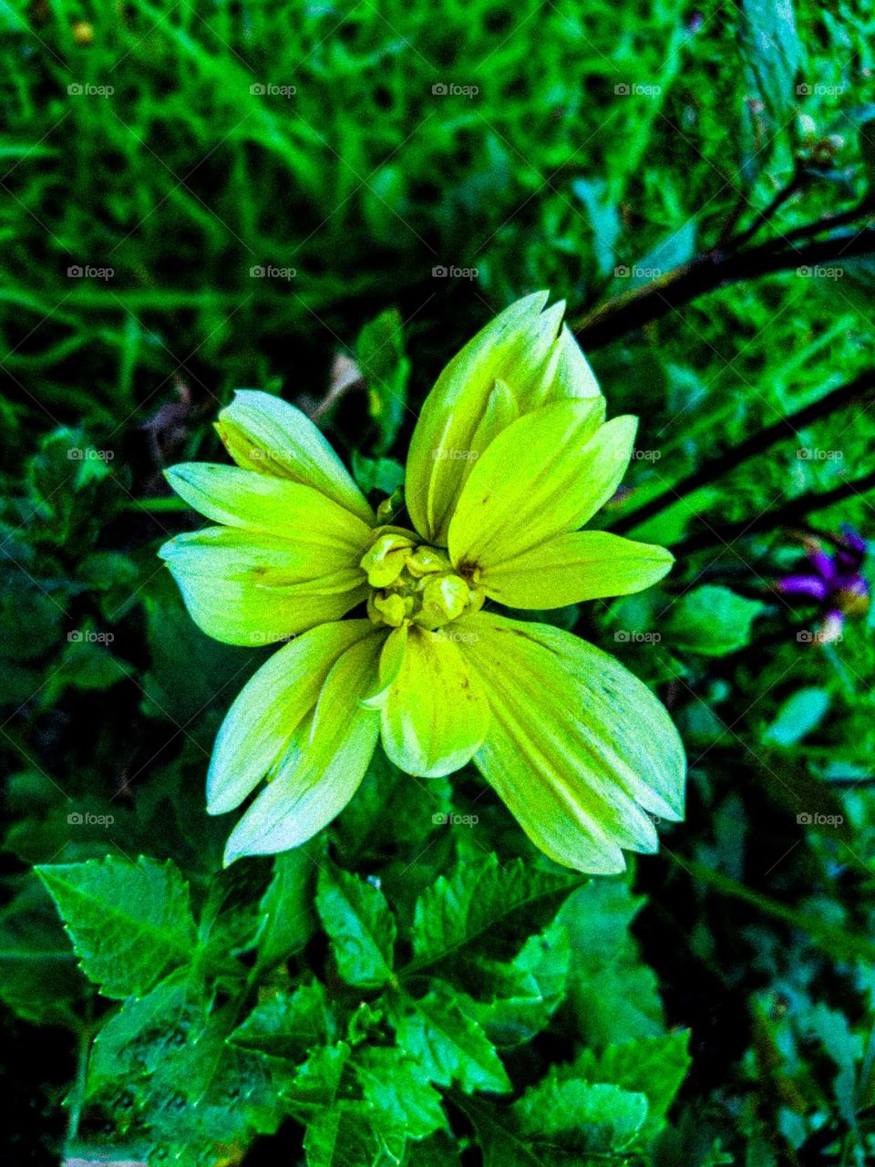 This cactus flower looks very beautiful. The flower looks yellow in color. This flower was photographed in the park.