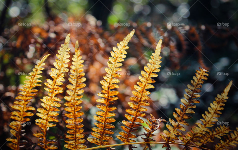 Autumnal fern leaves browning in the early autumn sun