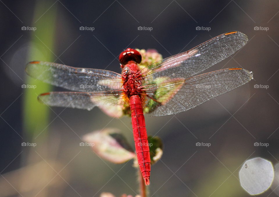 Wing's spreaded of red scarlet skimmer. Male character of sex genitalia. Colour of red, and shape of top tailed appendage to sharp. Dyng hurt to the left side of ventral's body near the venation starting on followed.