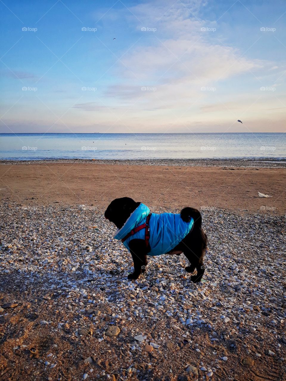 pug on the beach, sea, evening