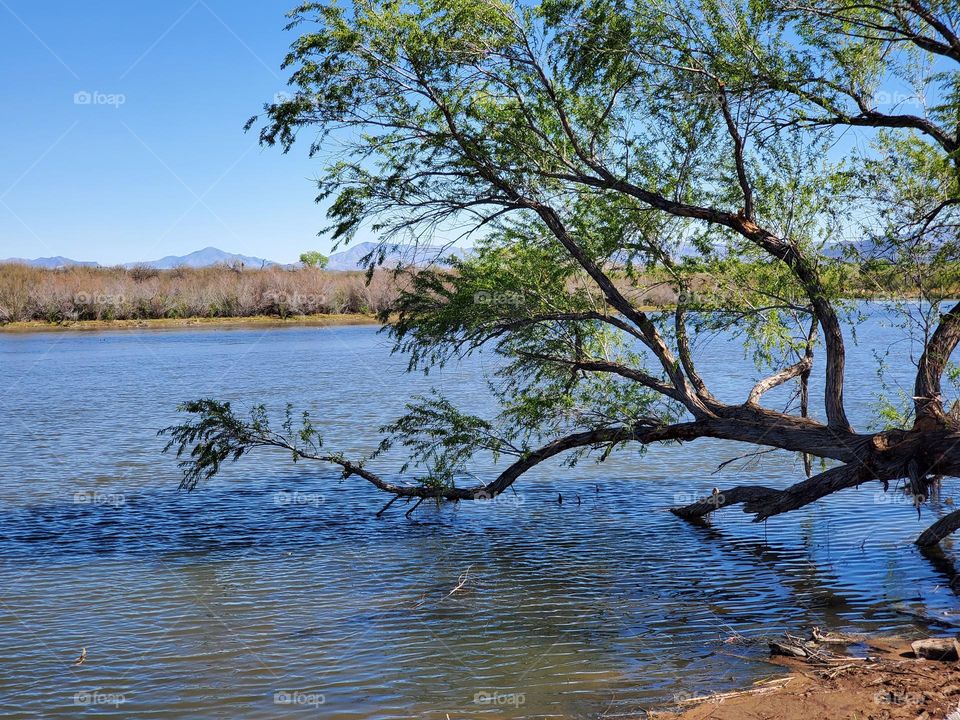 Tree Hanging Over Salt River