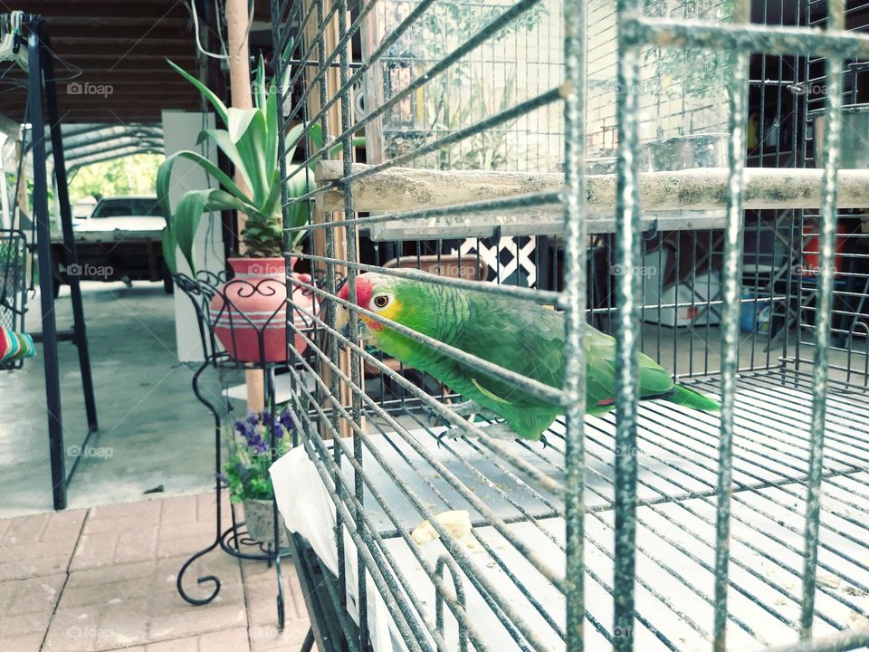parrot pet green cage