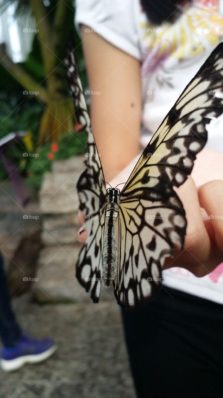Butterfly, Outdoors, Nature, Woman, Beautiful
