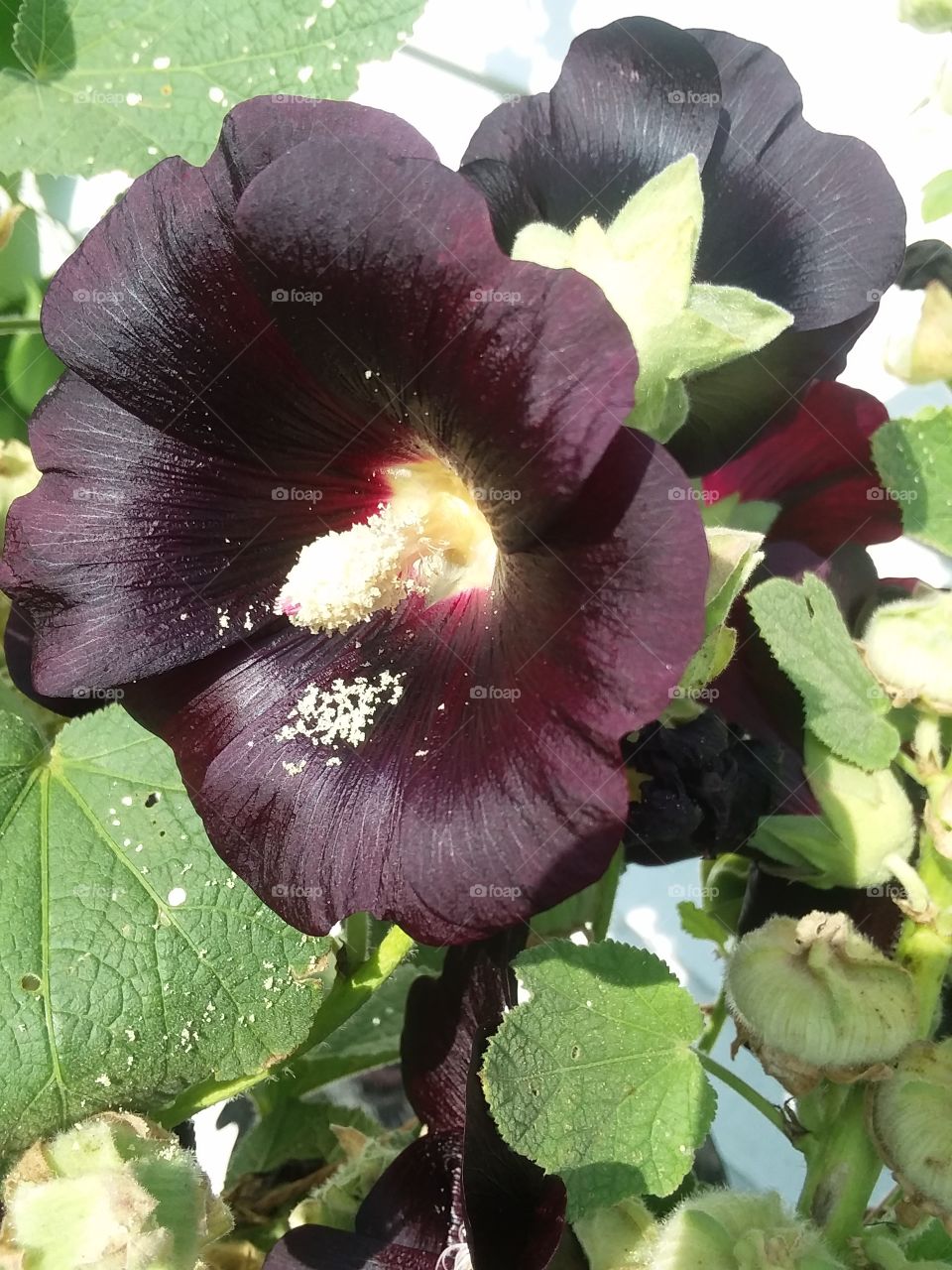 black flower