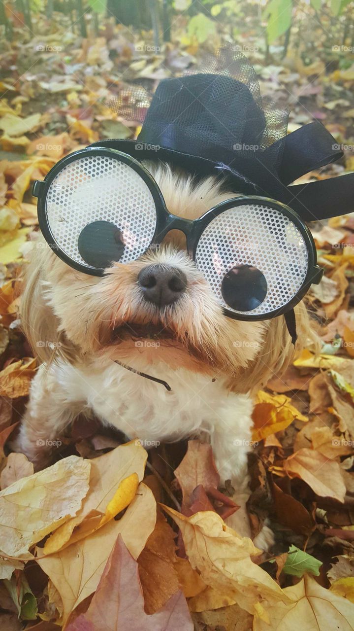 Funny Eyes Halloween Dog