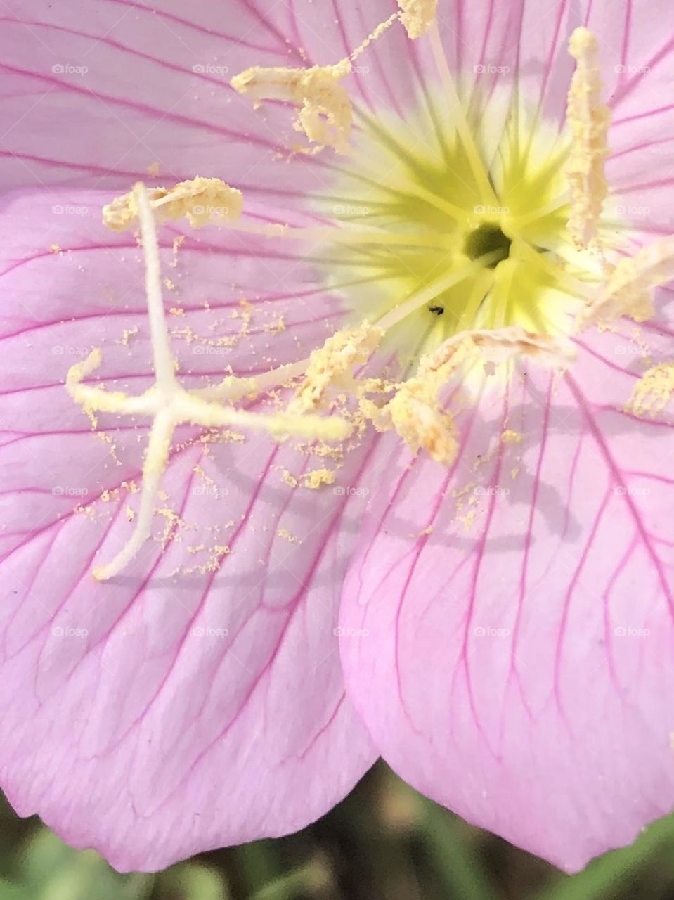 Sweet buttercup with all its pollen waiting for a bee here on the ranch in Texas! 🌸