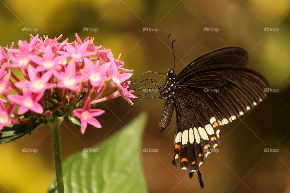 Beautiful and colourful butterfly