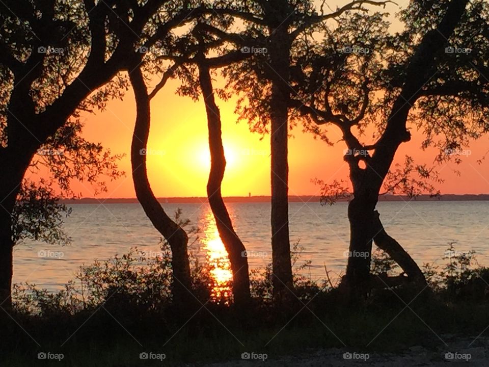 Environmental contrast. The sunset during the golden hour with trees silhouettes