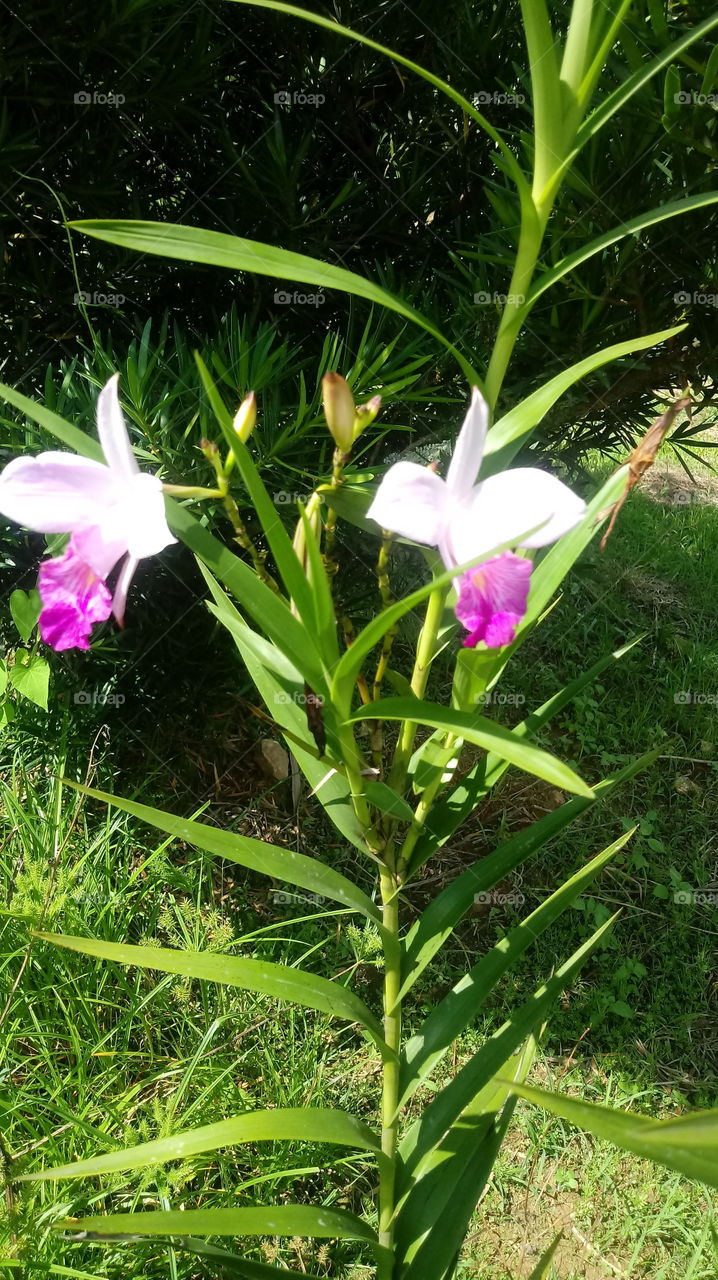 NATURE, PLANT, ENVIRONMENT, TREES.