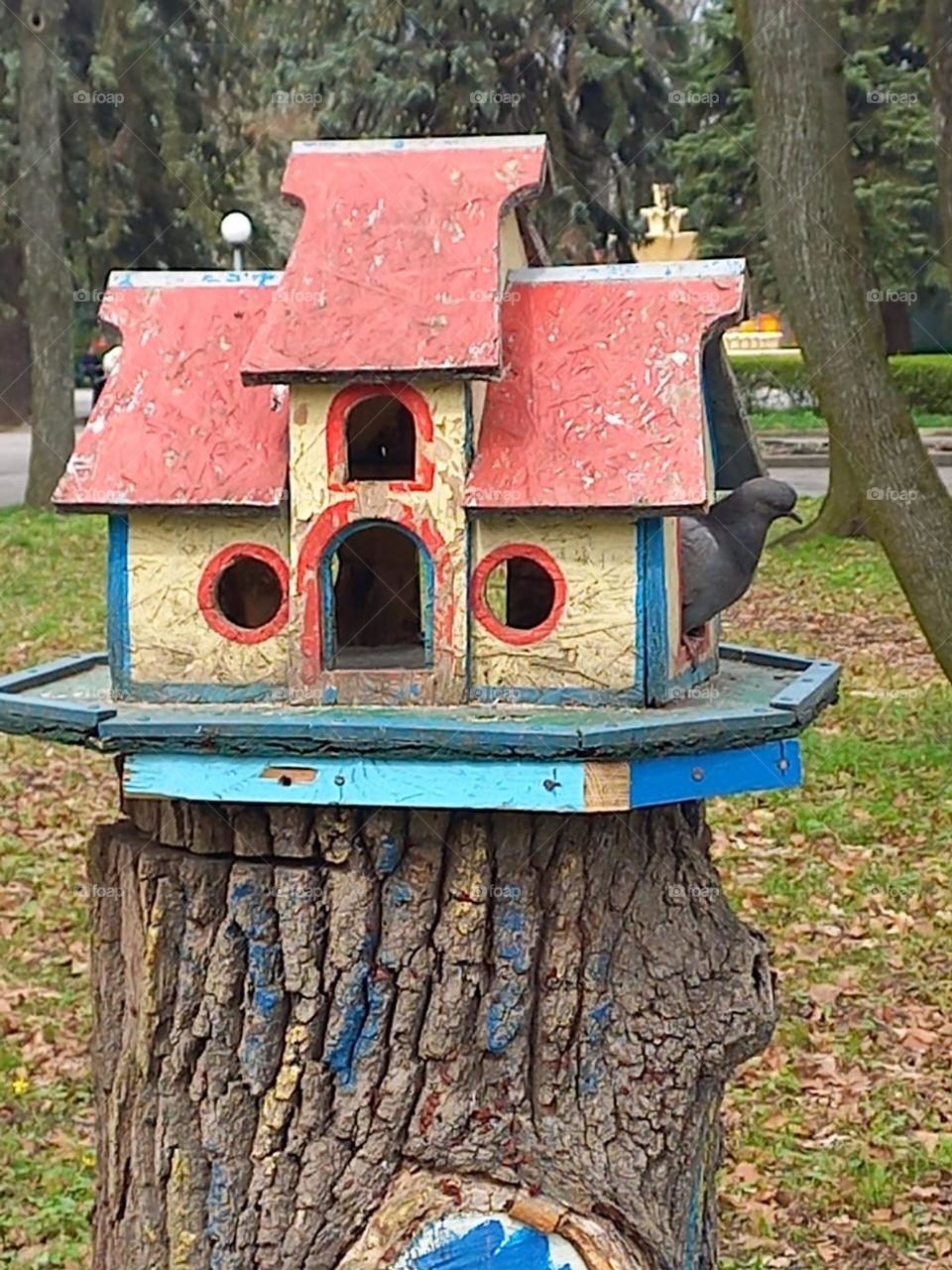 lone pigeon peeking out of the feeder in the park