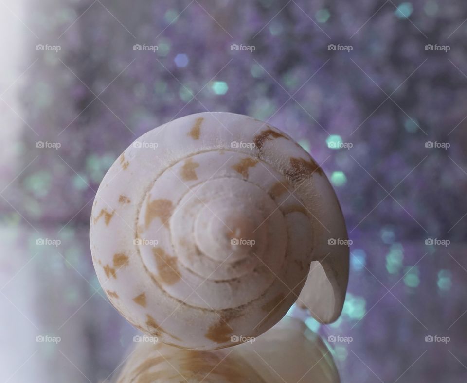 shell close-up blur background