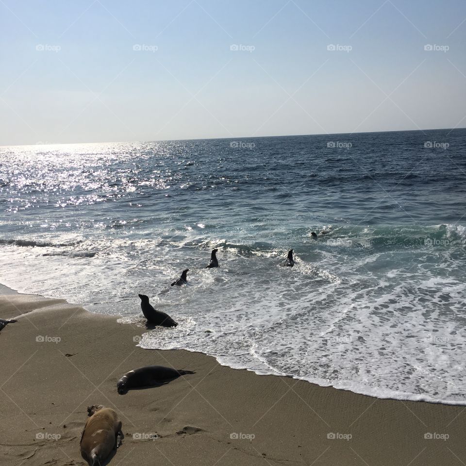 A local gang of harbor seals playing in the waves in La Jolla