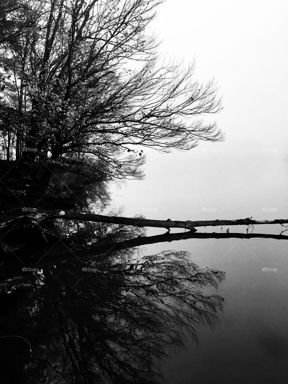 Black and white of an old tree log reaching out into the calm water on an eerie foggy morning at Lake Benson Park in Garner North Carolina, Raleigh Triangle area, Wake County. Crystal clear reflections of log and trees on water’s surface.