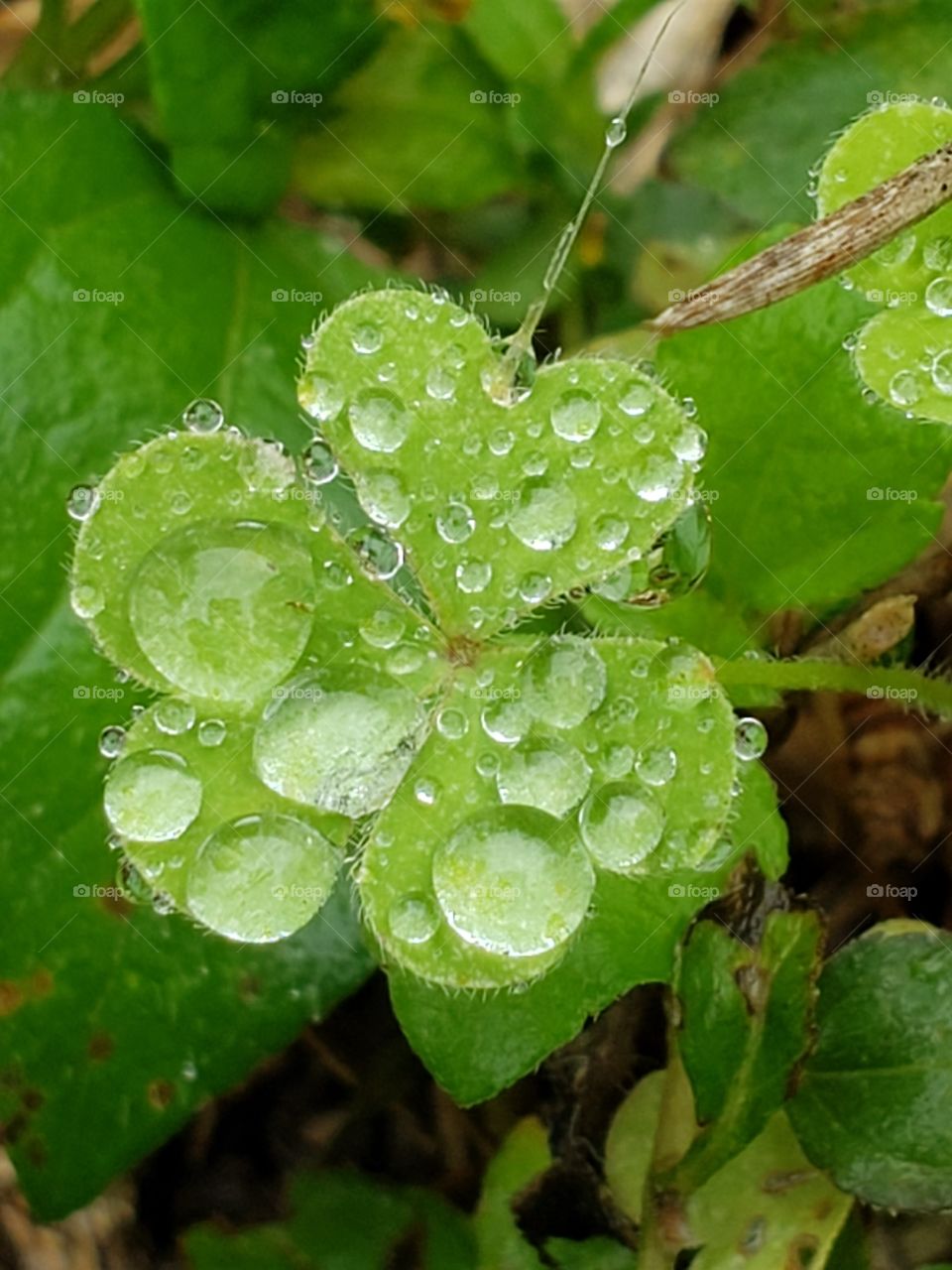 Water drops like crystals