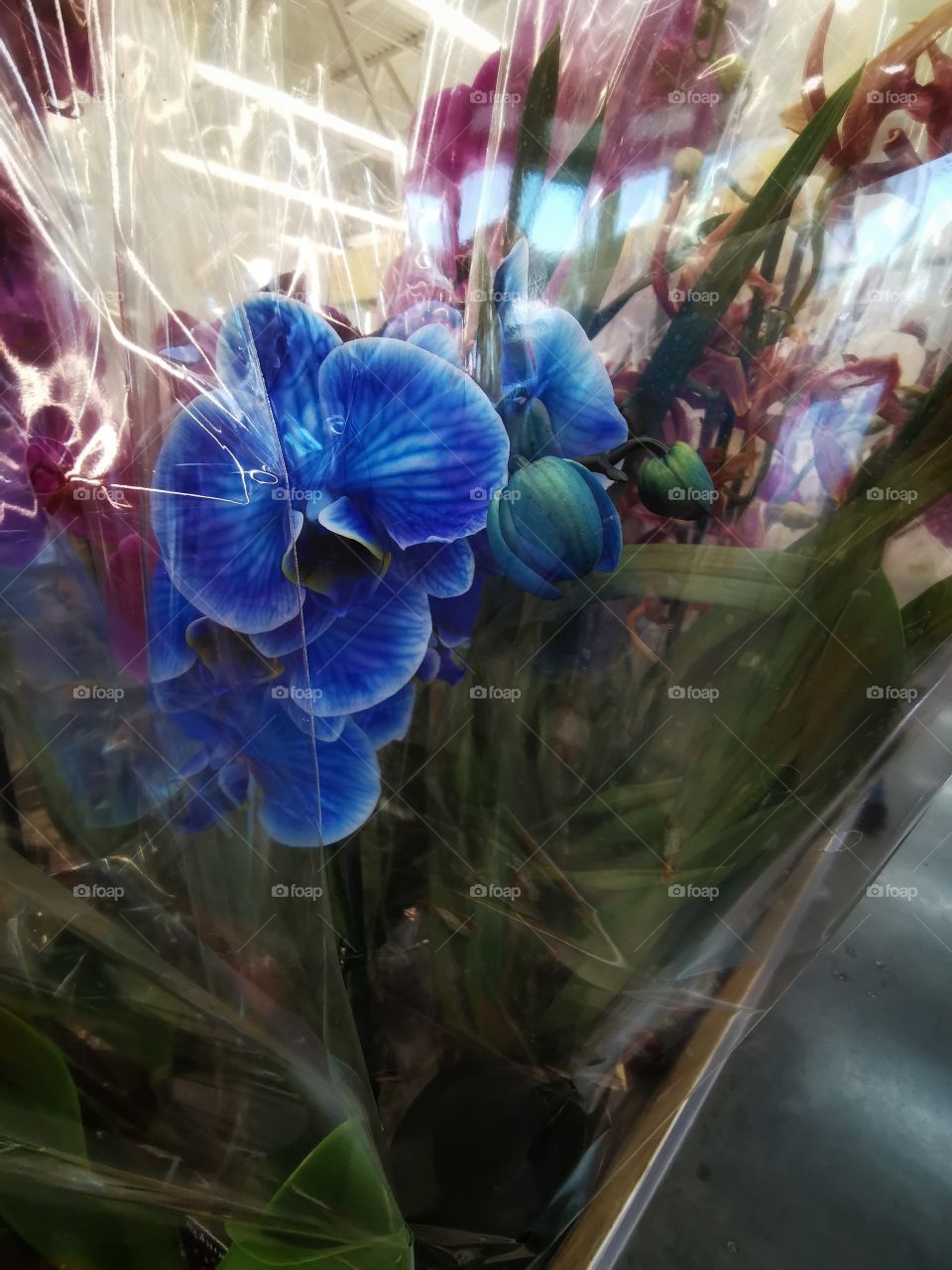 Plant green house Park colors greens