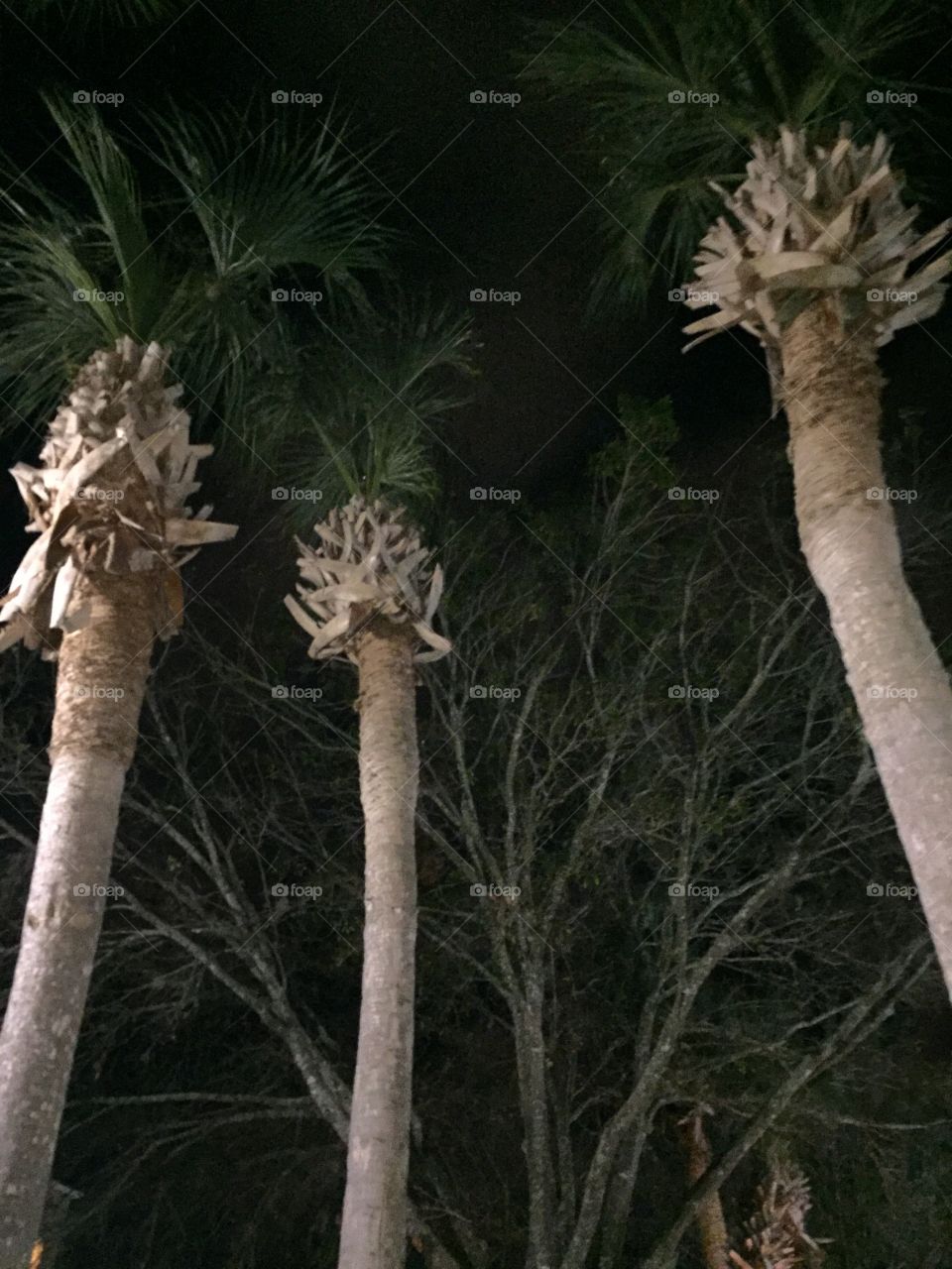 Palms at Night